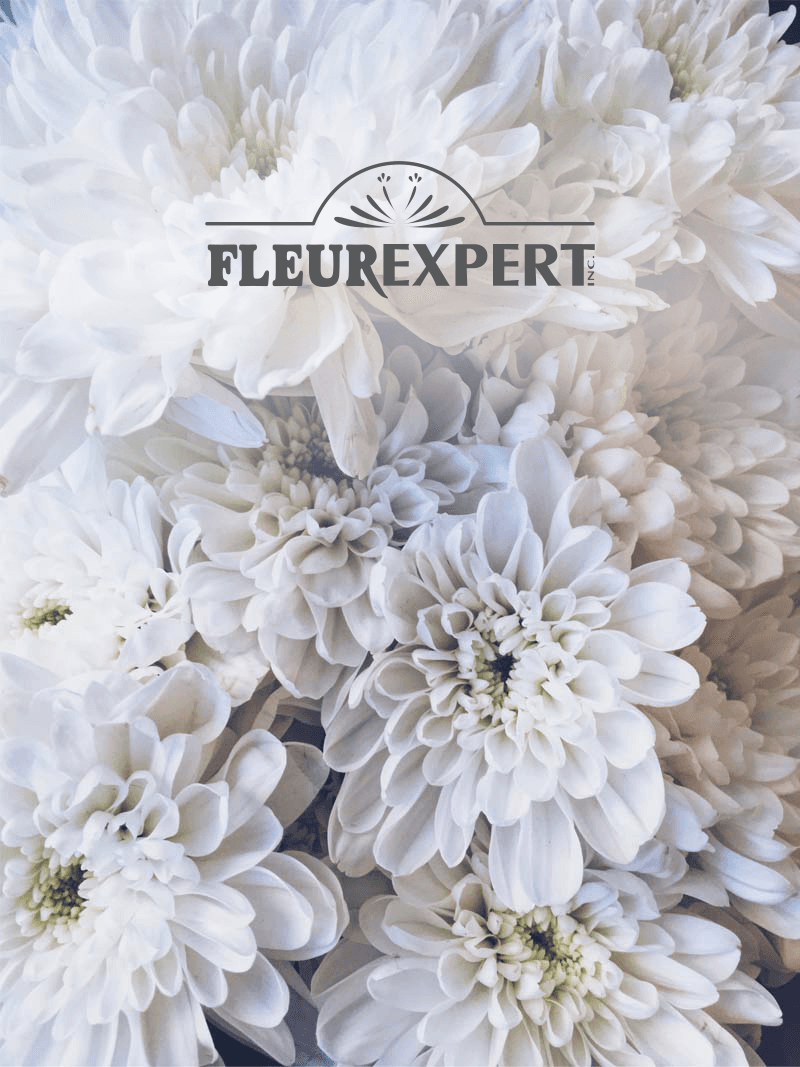 Fleurexpert : Managing 3 Sister Companies and One ERP on a Single Digital Platform
